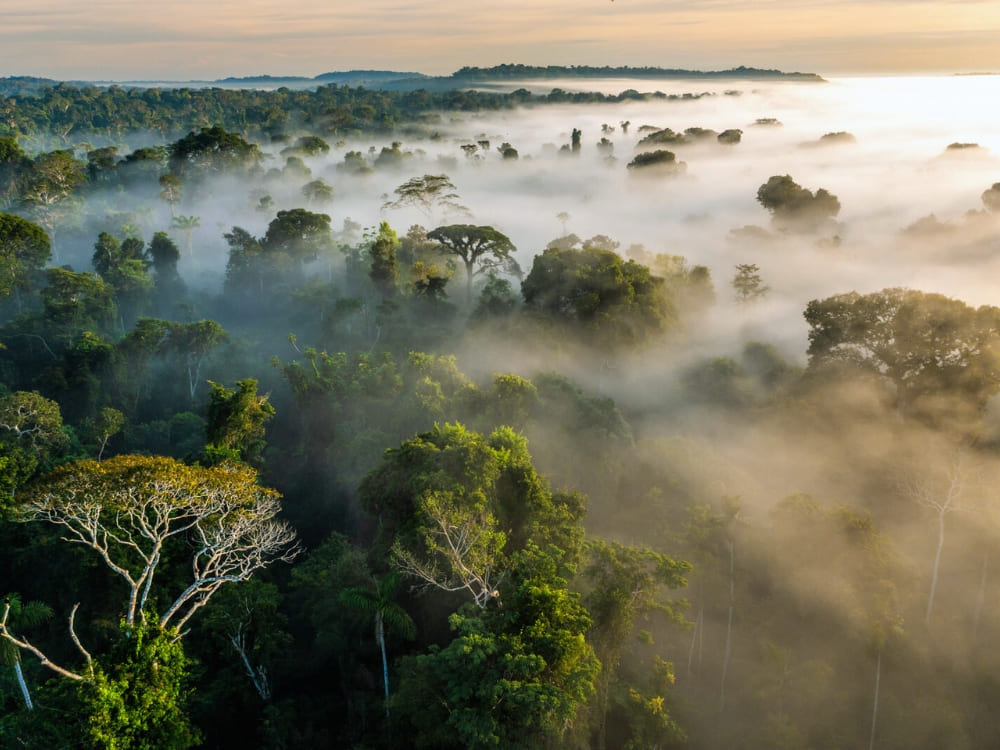 Amazone Brazilië