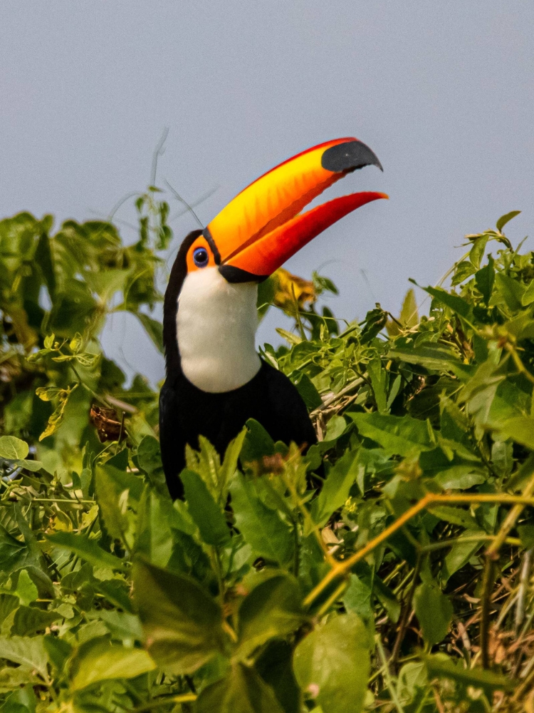 toucan in the Pantanal