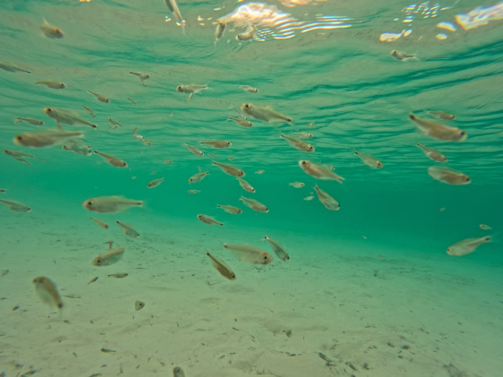 Banc de petits poissons argentés nageant dans l'eau claire et turquoise d'une lagune d'eau douce aux Lençóis Maranhenses.