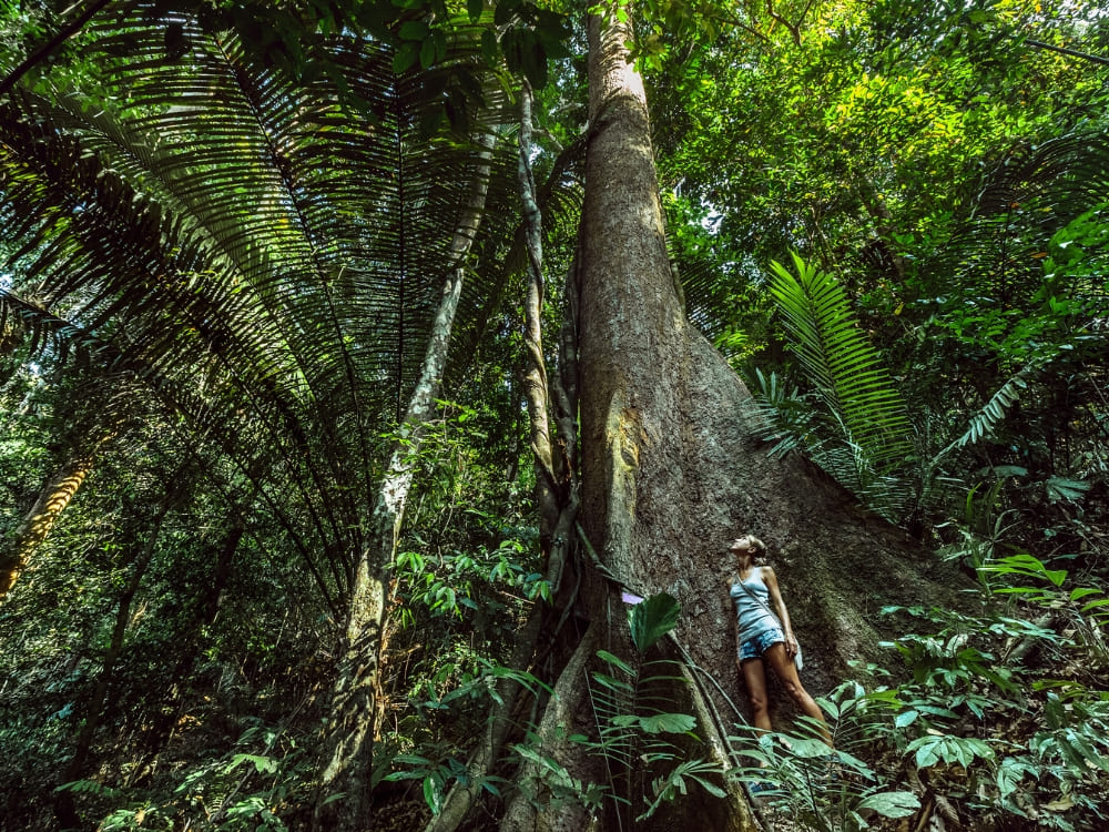 Een reiziger staat aan de voet van een enorme boomstam gewikkeld in lianen en kijkt omhoog in het dichte, groene bladerdak van het Amazoneregenwoud.