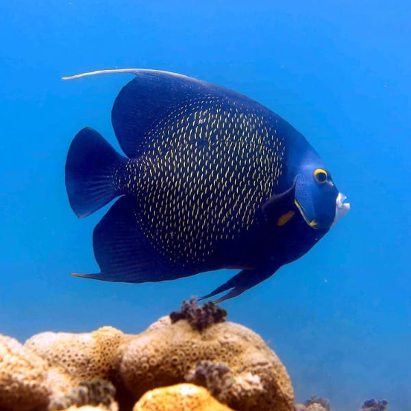 A fish in the ocean of Abrolhos