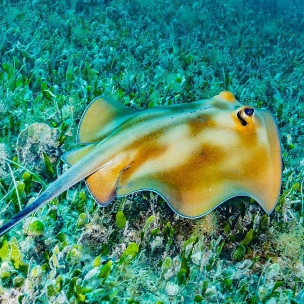 A stingray in the ocean of Abrolhos