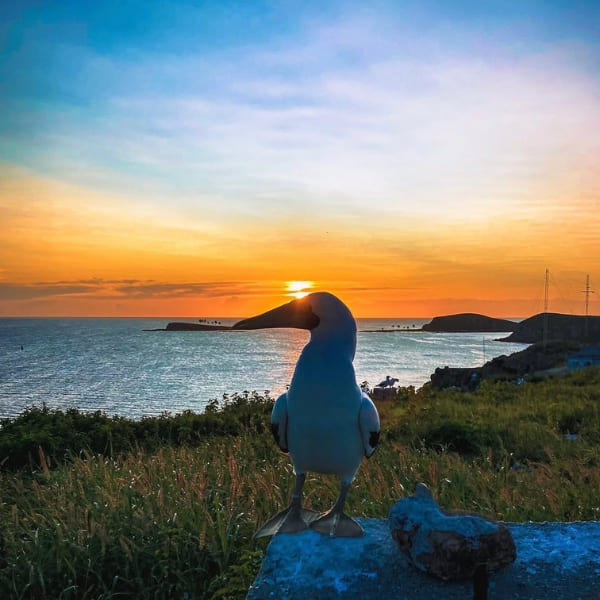 Bird at Abrolhos Marine National Park
