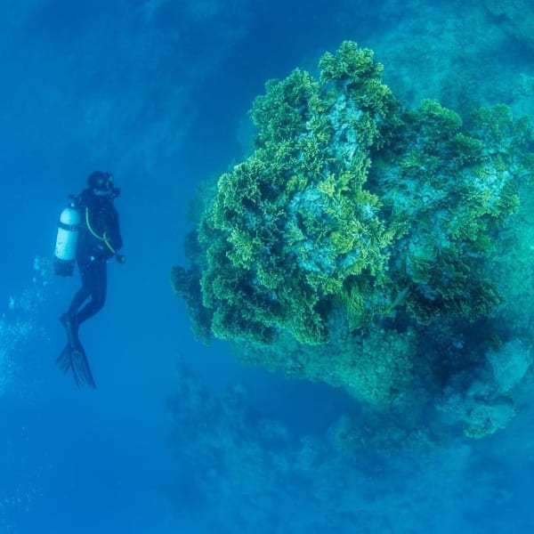 Diver observes corals in Abrolhos Brazil