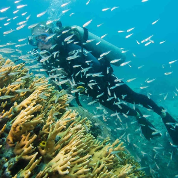 Diver observes corals in Abrolhos Brazil