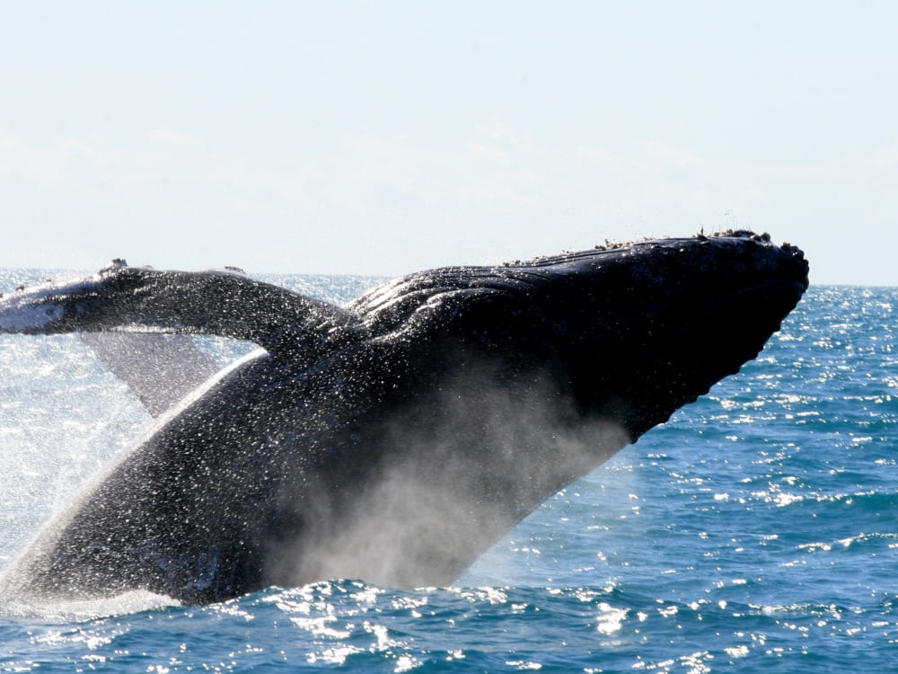 The Abrolhos Archipelago in Brazil Travel Guide