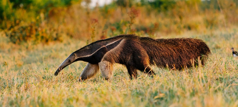 How Many Days Should You Spend in the Amazon (1)