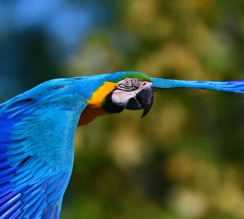 How-Many-Days-Should-You-Spend-in-the-Amazon