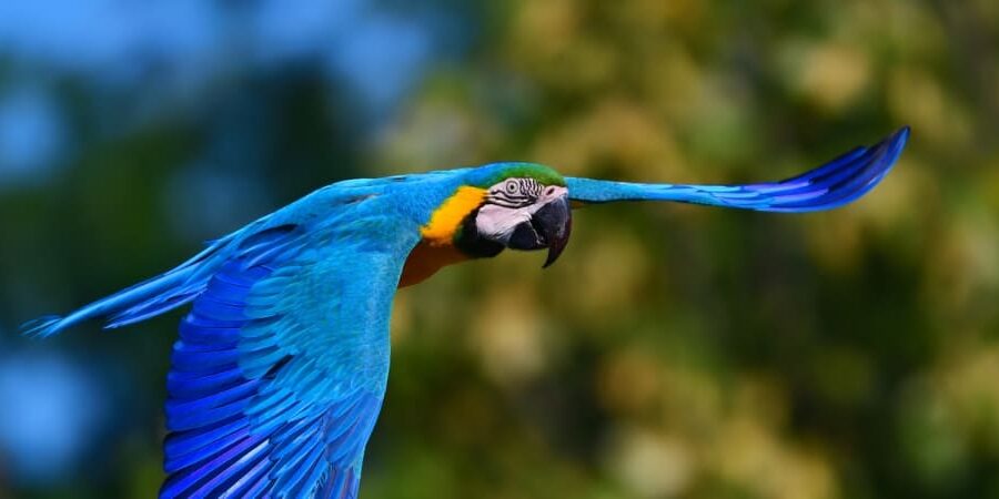 How-Many-Days-Should-You-Spend-in-the-Amazon