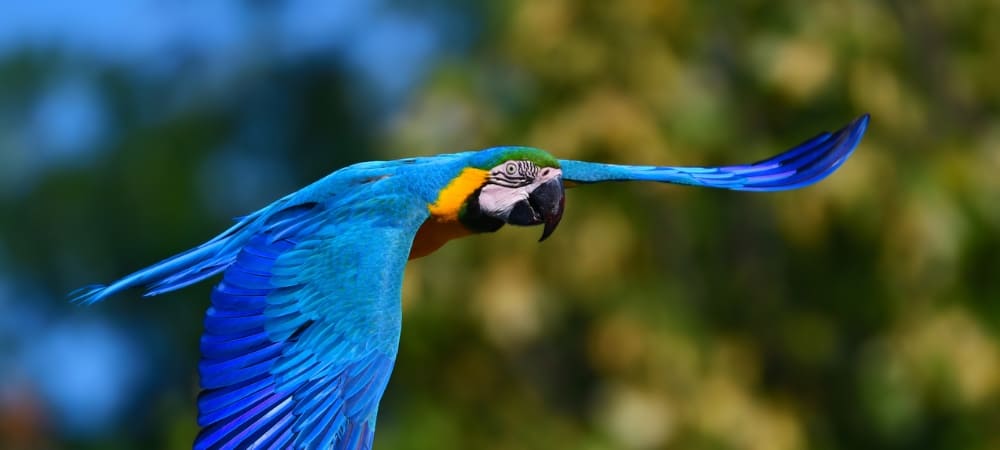 How-Many-Days-Should-You-Spend-in-the-Amazon