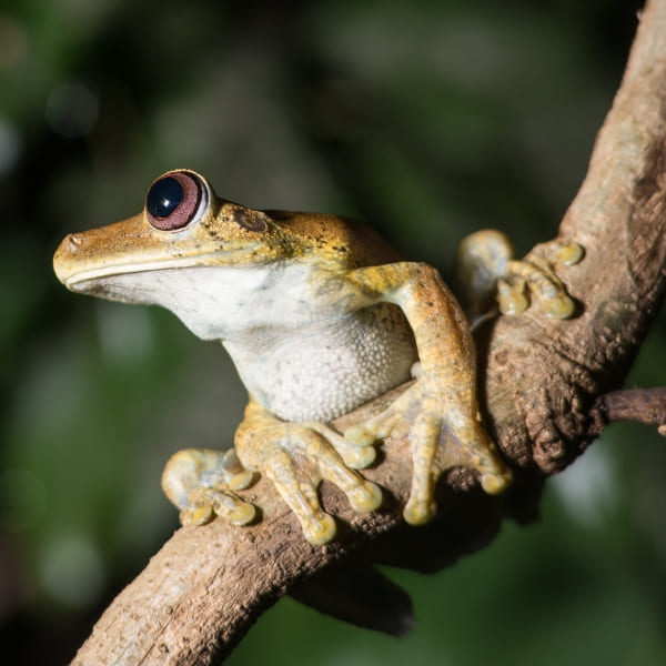 Local Fauna Amazon