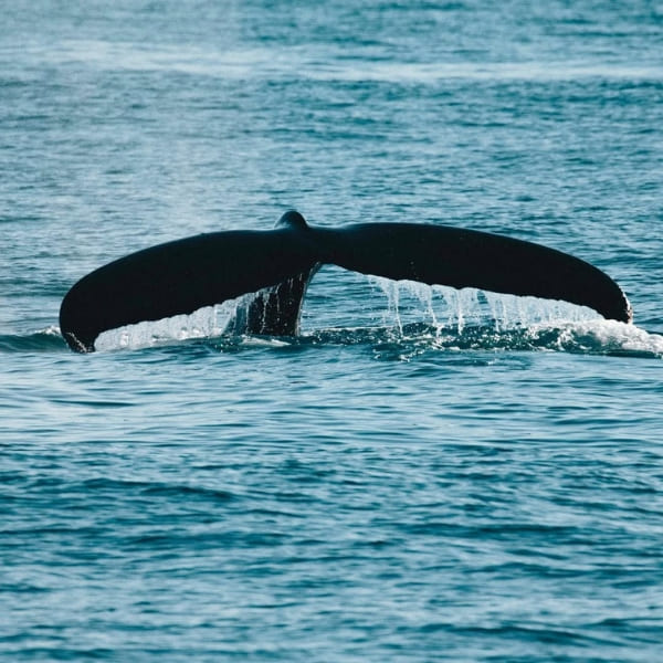 Marine life in Abrolhos Marine National Park