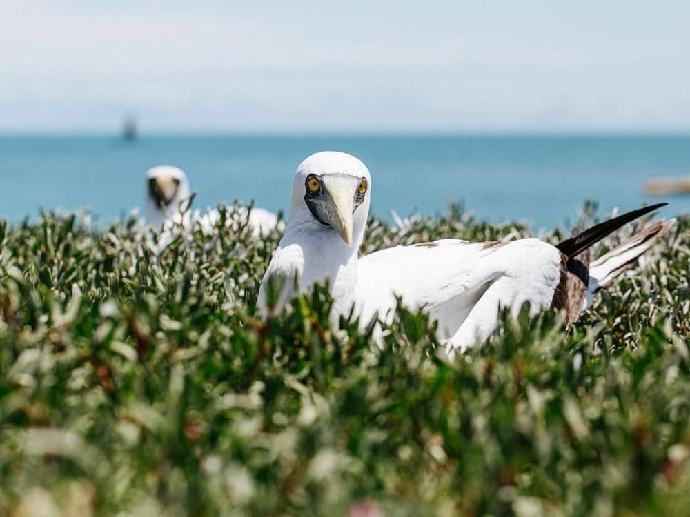 Siriba Island in Abrolhos Brazil