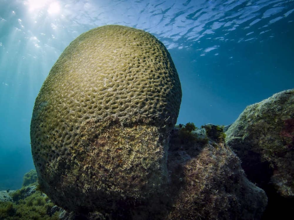 The Abrolhos Archipelago Coral