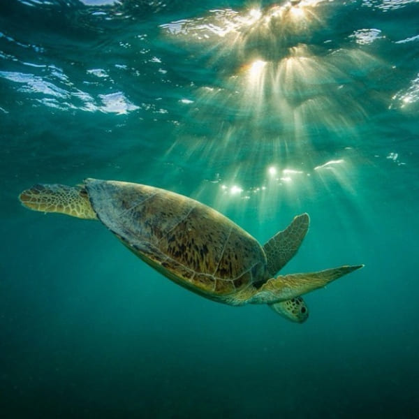 .Turtle in Abrolhos Marine National Park