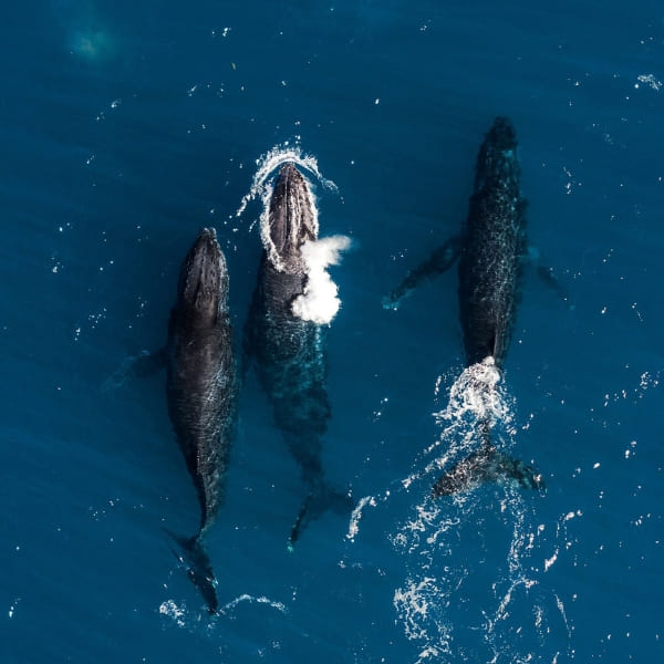 Whales in the ocean of Abrolhos Brazil
