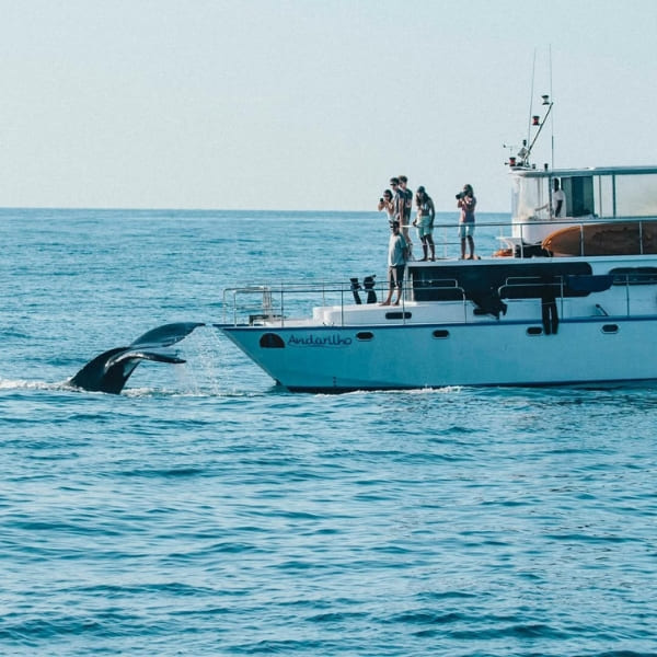 humpback whale in Abrolhos