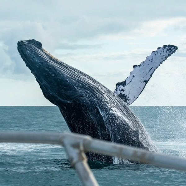 humpback whale in the Abrolhos Archipelago