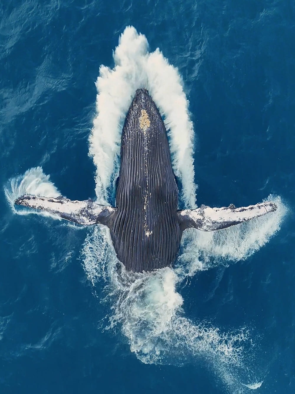 nursery for humpback whales in Abrolhos