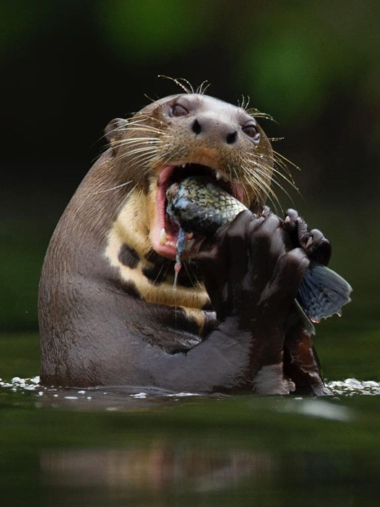 Giant otters