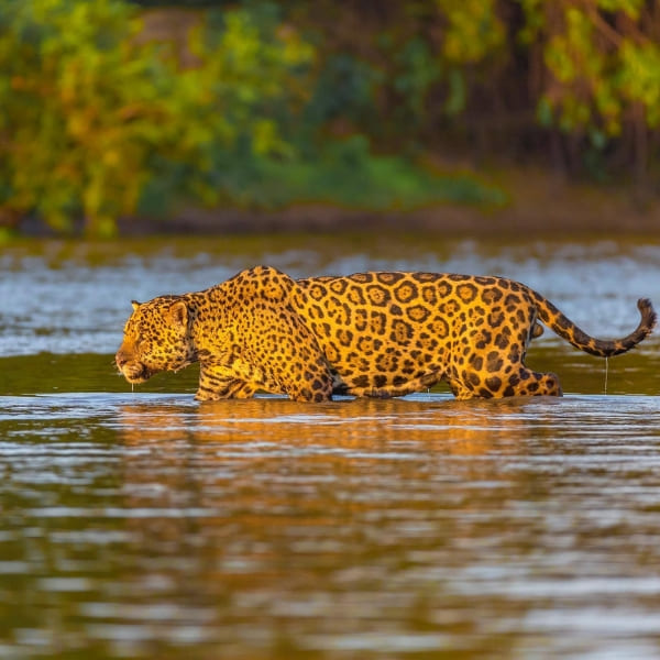 Pantanal