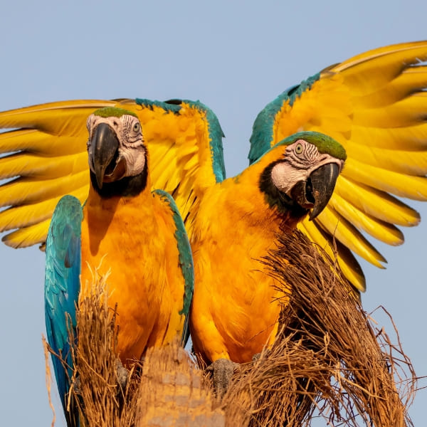 Observation des animaux