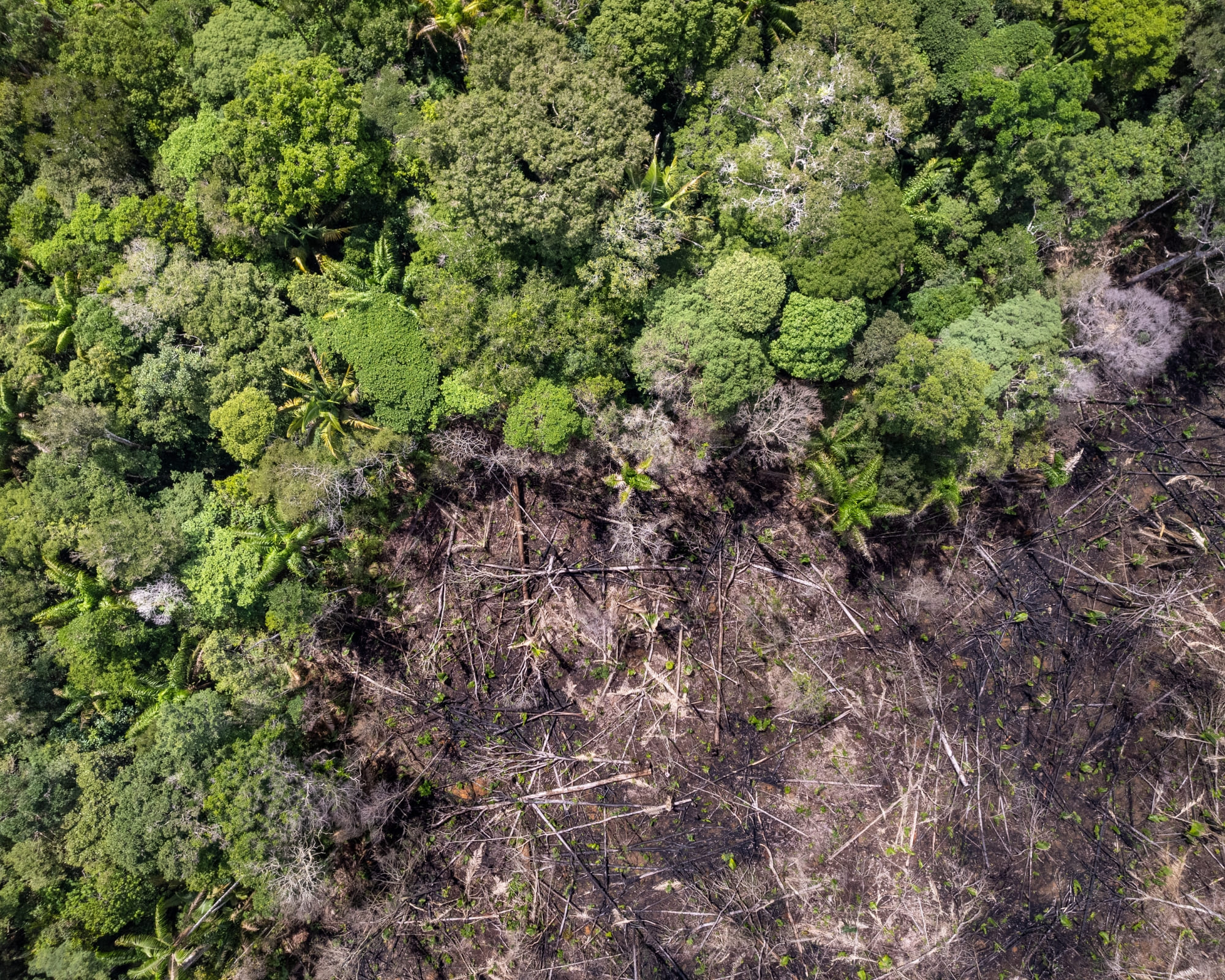 Tag des Waldschutzes: Treffen Sie 7 Wächter des Amazonas-Regenwaldes