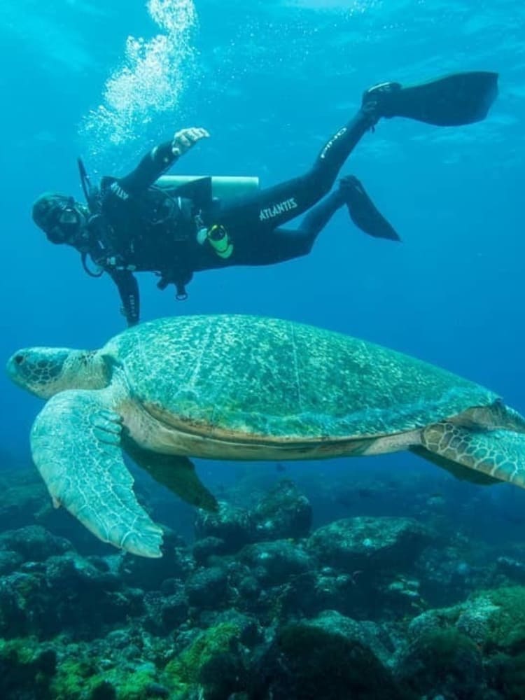 High-level diving in Fernando de Noronha