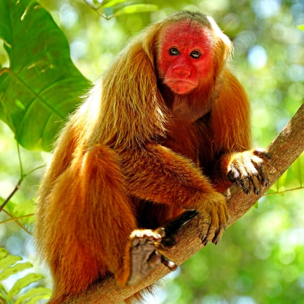 Uakari monkey