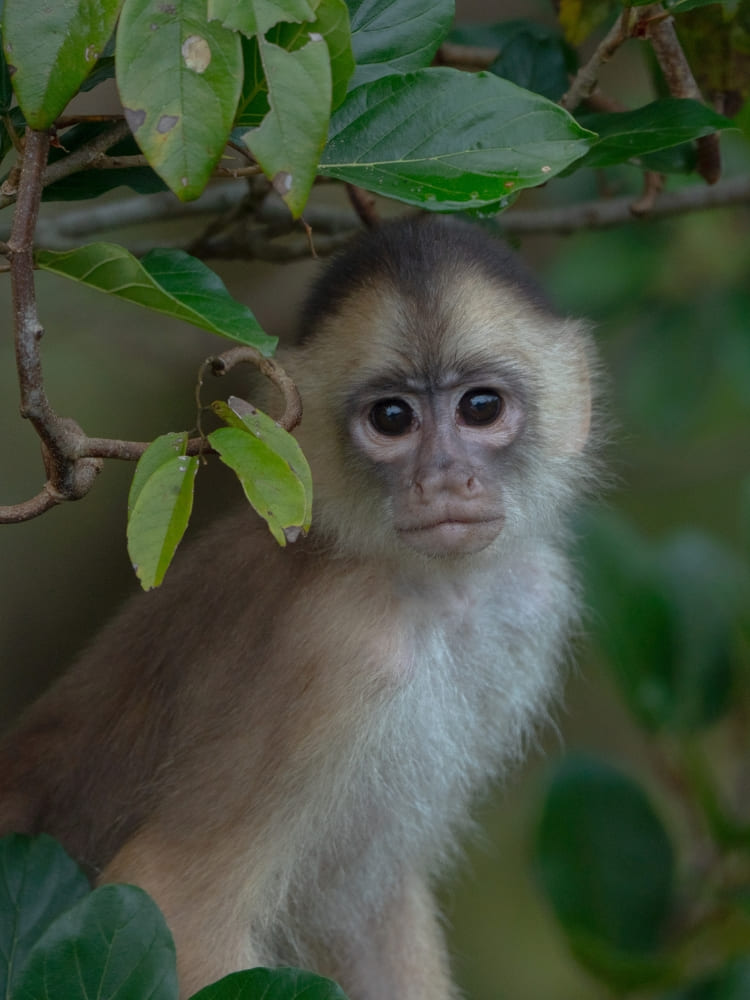 Best places to visit in the Amazon