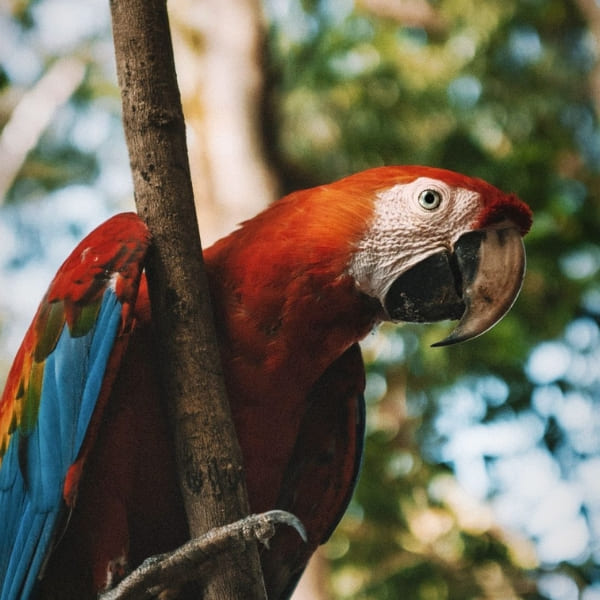 Macaw