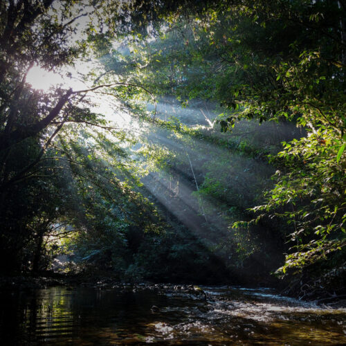Amazon jungle
