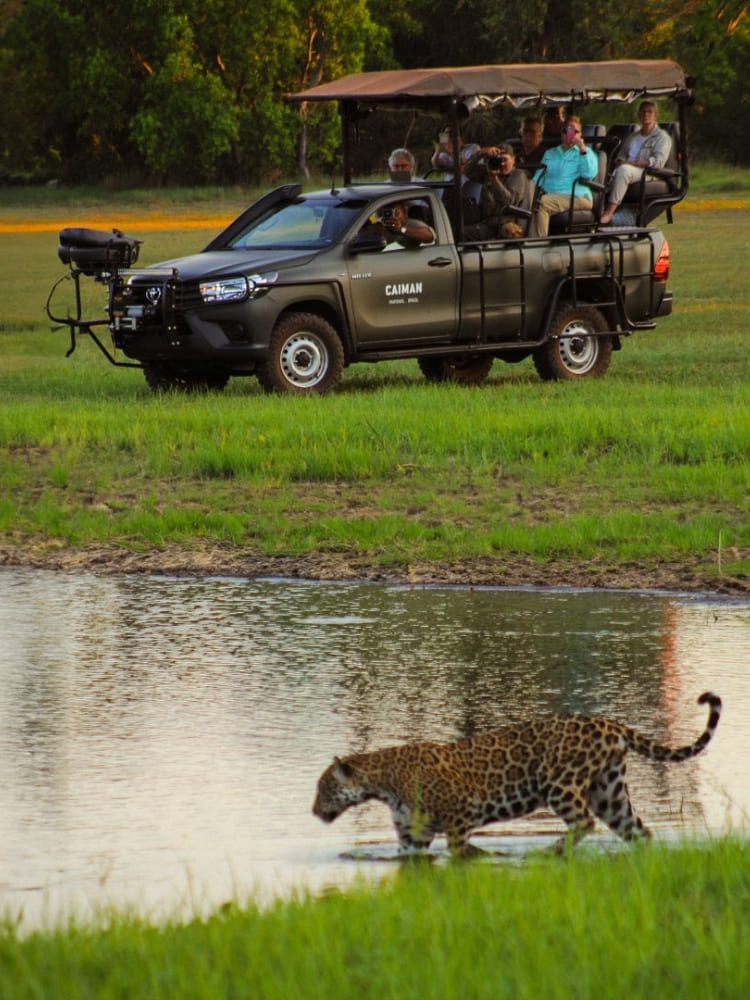 Safaris pour observer les animaux dans leur habitat naturel