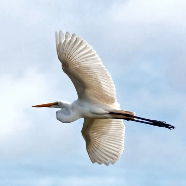 White bird