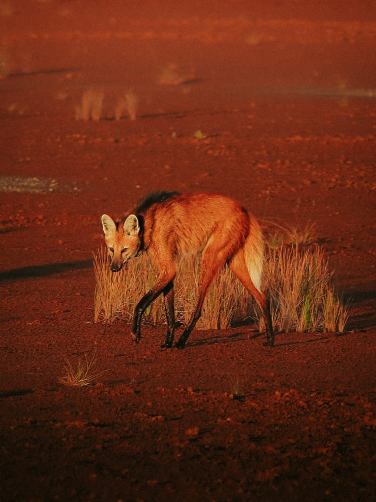Loups à crinière Cerrado