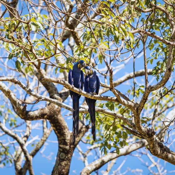 Hyacinth Macaw Pantanal