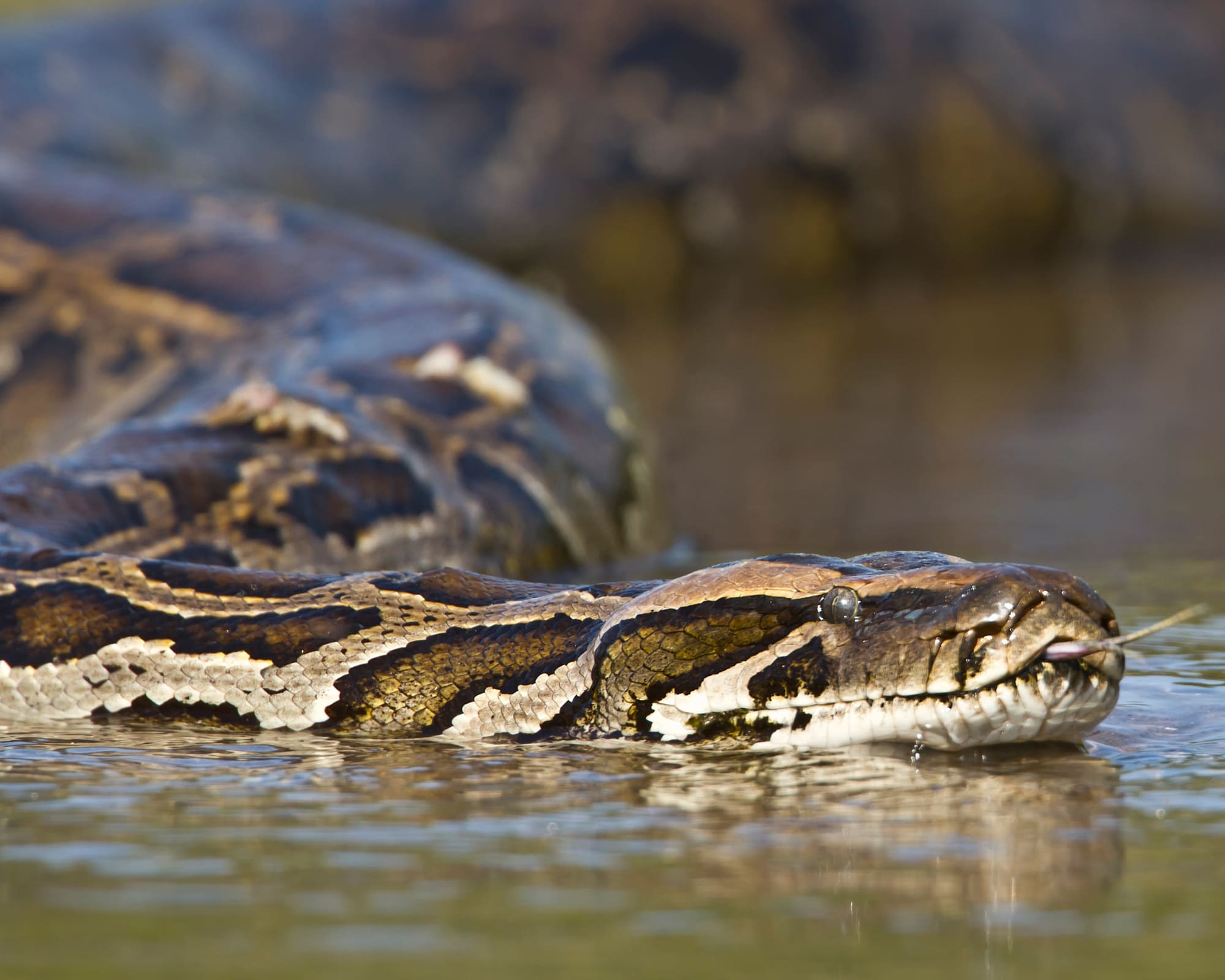 15 Pantanal Wildlife Animals and Facts