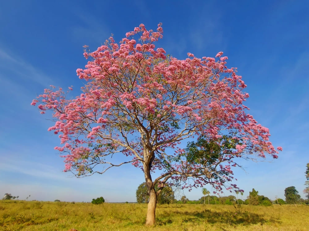Ipê Trees Pantanal