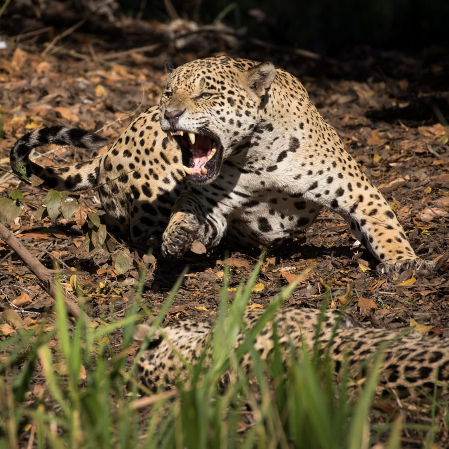 Pantanal Jaguar