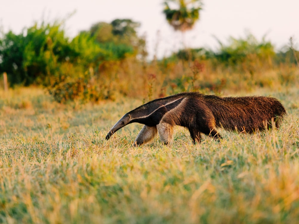 Giant Anteater Pantanal