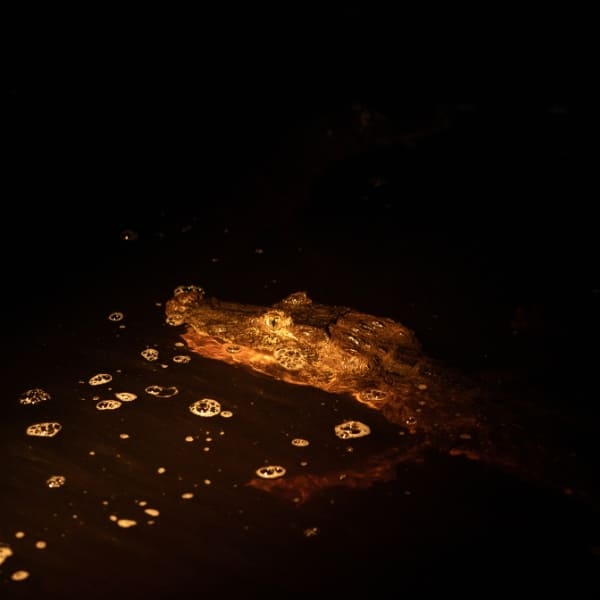 Alligator in the Pantanal