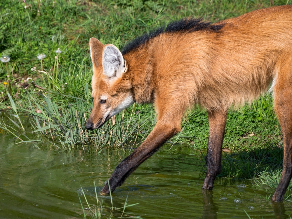 Maned Wolf in the Pantanal