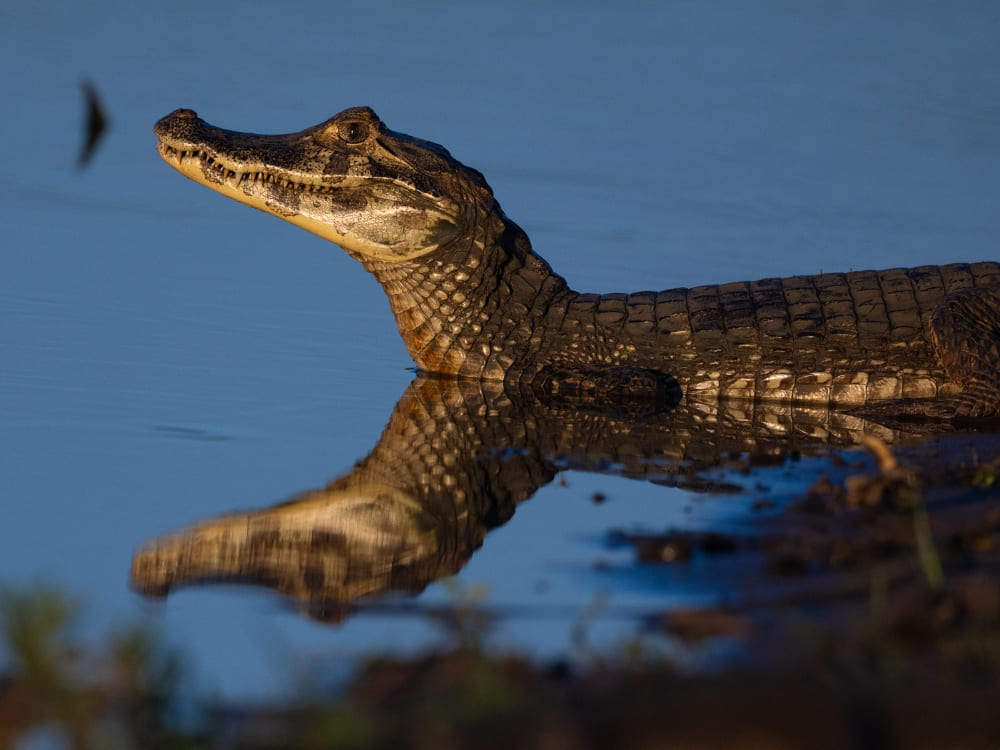 Caiman Pantanal
