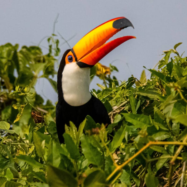 Toucan in the Amazon Rainforest