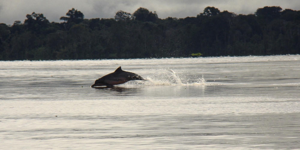 Pink River Dolphin Amazon Rainforest
