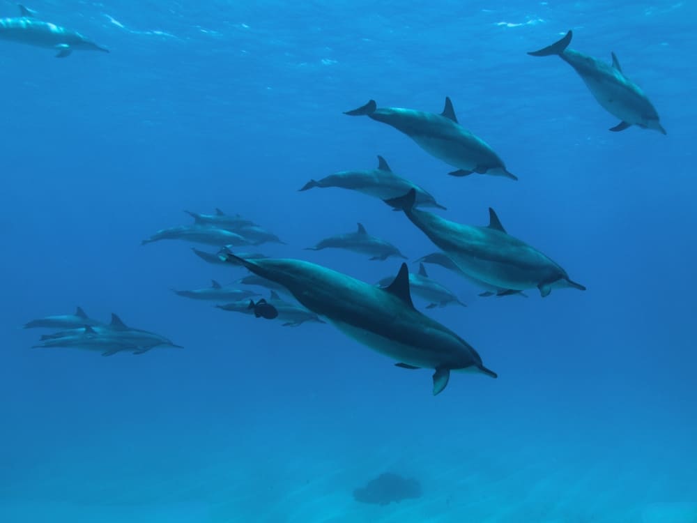 Dauphins à long bec Fernando de Noronha