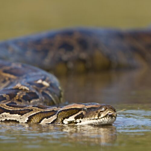 Anaconda: The Mythical Serpent
