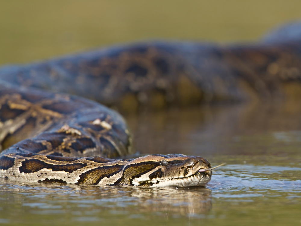 Anaconda Pantanal