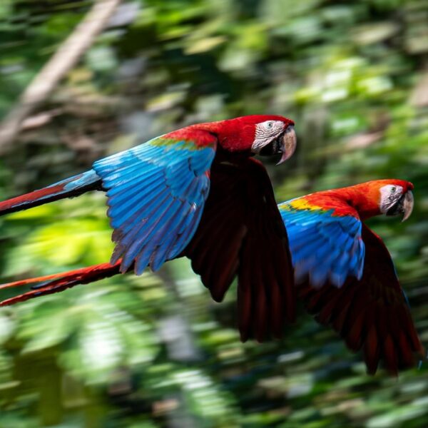Hyacinth Macaw Amazon Rainforest