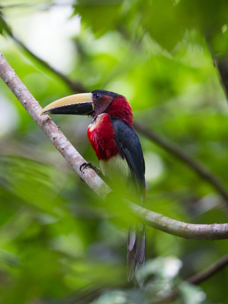 Colorful bird with a red chest and long yellow beak perched on a thin branch in the forest.